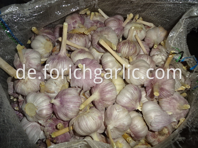 Fresh New Garlic